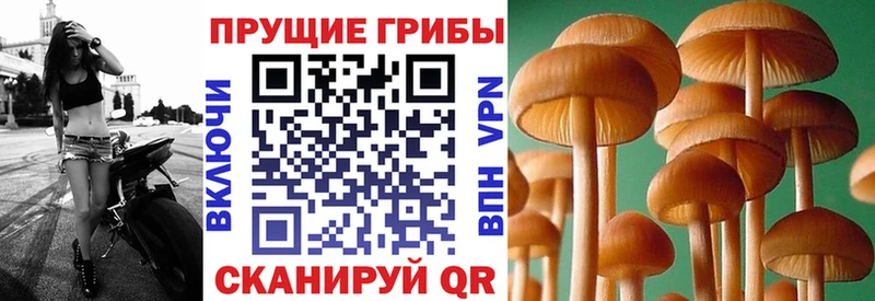 Купить  Вяземский  Псилоцибиновые грибы ЛСД 